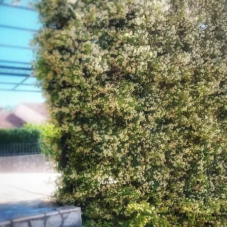 Tomislav Apartment *